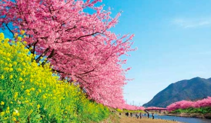日本中部櫻花推薦靜岡河津櫻