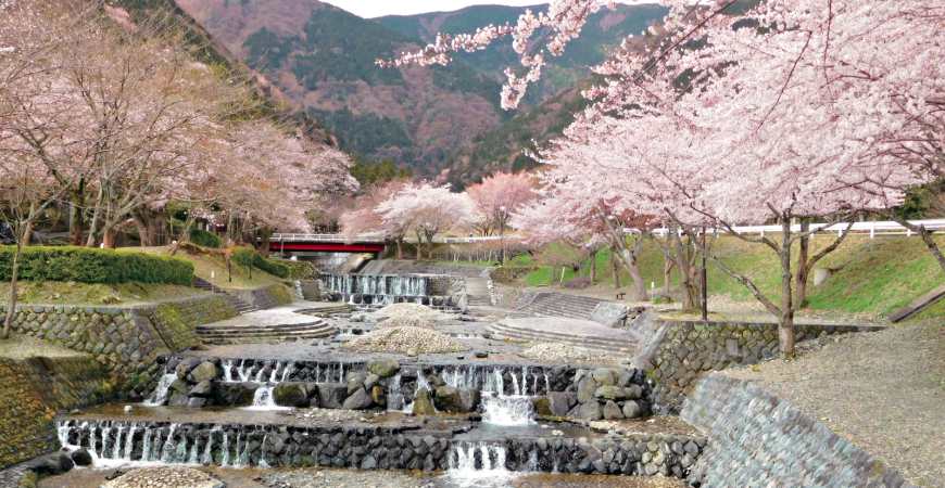 日本中部櫻花推薦岐阜霞間溪