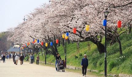 津島市櫻花白天景色