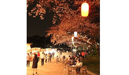 津島市櫻花夜晚景色